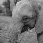 2018-07 Daphne Sheldrick Giraffe Centre 1