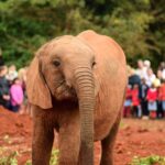 2018-07 Daphne Sheldrick Giraffe Centre 10