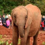 2018-07 Daphne Sheldrick Giraffe Centre 11