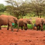 2018-07 Daphne Sheldrick Giraffe Centre 12