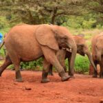2018-07 Daphne Sheldrick Giraffe Centre 13