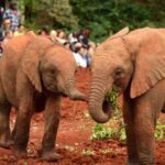 2018-07 Daphne Sheldrick Giraffe Centre 14