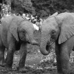 2018-07 Daphne Sheldrick Giraffe Centre 15