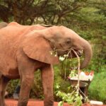 2018-07 Daphne Sheldrick Giraffe Centre 16