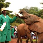 2018-07 Daphne Sheldrick Giraffe Centre 17