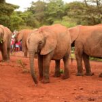 2018-07 Daphne Sheldrick Giraffe Centre 18