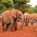 2018-07 Daphne Sheldrick Giraffe Centre 19