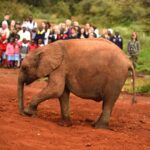 2018-07 Daphne Sheldrick Giraffe Centre 2