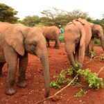 2018-07 Daphne Sheldrick Giraffe Centre 20