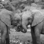 2018-07 Daphne Sheldrick Giraffe Centre 21