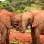 2018-07 Daphne Sheldrick Giraffe Centre 22