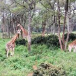 2018-07 Daphne Sheldrick Giraffe Centre 23