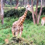 2018-07 Daphne Sheldrick Giraffe Centre 24
