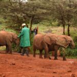 2018-07 Daphne Sheldrick Giraffe Centre 3