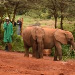 2018-07 Daphne Sheldrick Giraffe Centre 4