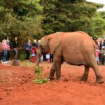 2018-07 Daphne Sheldrick Giraffe Centre 5