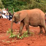 2018-07 Daphne Sheldrick Giraffe Centre 6