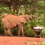 2018-07 Daphne Sheldrick Giraffe Centre 7