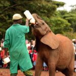 2018-07 Daphne Sheldrick Giraffe Centre 8