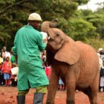 2018-07 Daphne Sheldrick Giraffe Centre 9