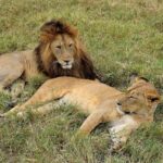 2018-07 Ngorongoro 10