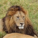 2018-07 Ngorongoro 11