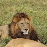 2018-07 Ngorongoro 12