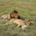 2018-07 Ngorongoro 13