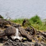 2018-07 Ngorongoro 15