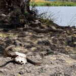 2018-07 Ngorongoro 16