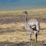 2018-07 Ngorongoro 17