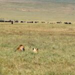 2018-07 Ngorongoro 18