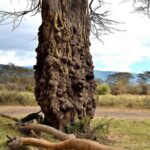 2018-07 Ngorongoro 2