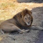 2018-07 Ngorongoro 20