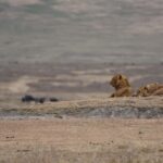 2018-07 Ngorongoro 28