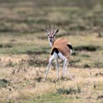 2018-07 Ngorongoro 29