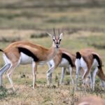 2018-07 Ngorongoro 30