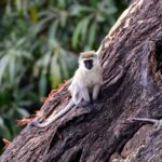 2018-07 Ngorongoro 31