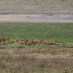 2018-07 Ngorongoro 32