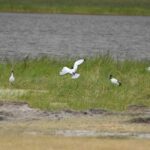 2018-07 Ngorongoro 33