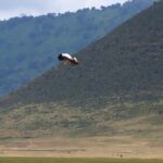 2018-07 Ngorongoro 34