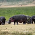 2018-07 Ngorongoro 36