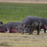 2018-07 Ngorongoro 37