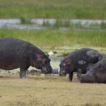 2018-07 Ngorongoro 38