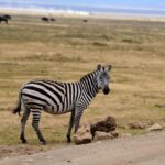 2018-07 Ngorongoro 39