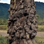 2018-07 Ngorongoro 4