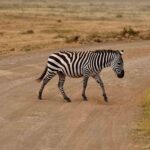 2018-07 Ngorongoro 40