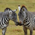 2018-07 Ngorongoro 41