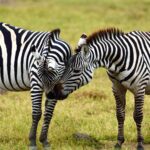 2018-07 Ngorongoro 42