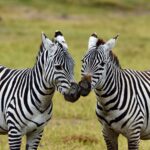 2018-07 Ngorongoro 43